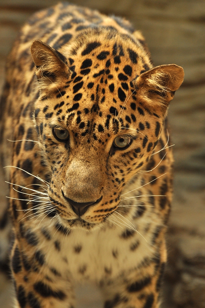 Amur leopard (Panthera pardus orientalis)