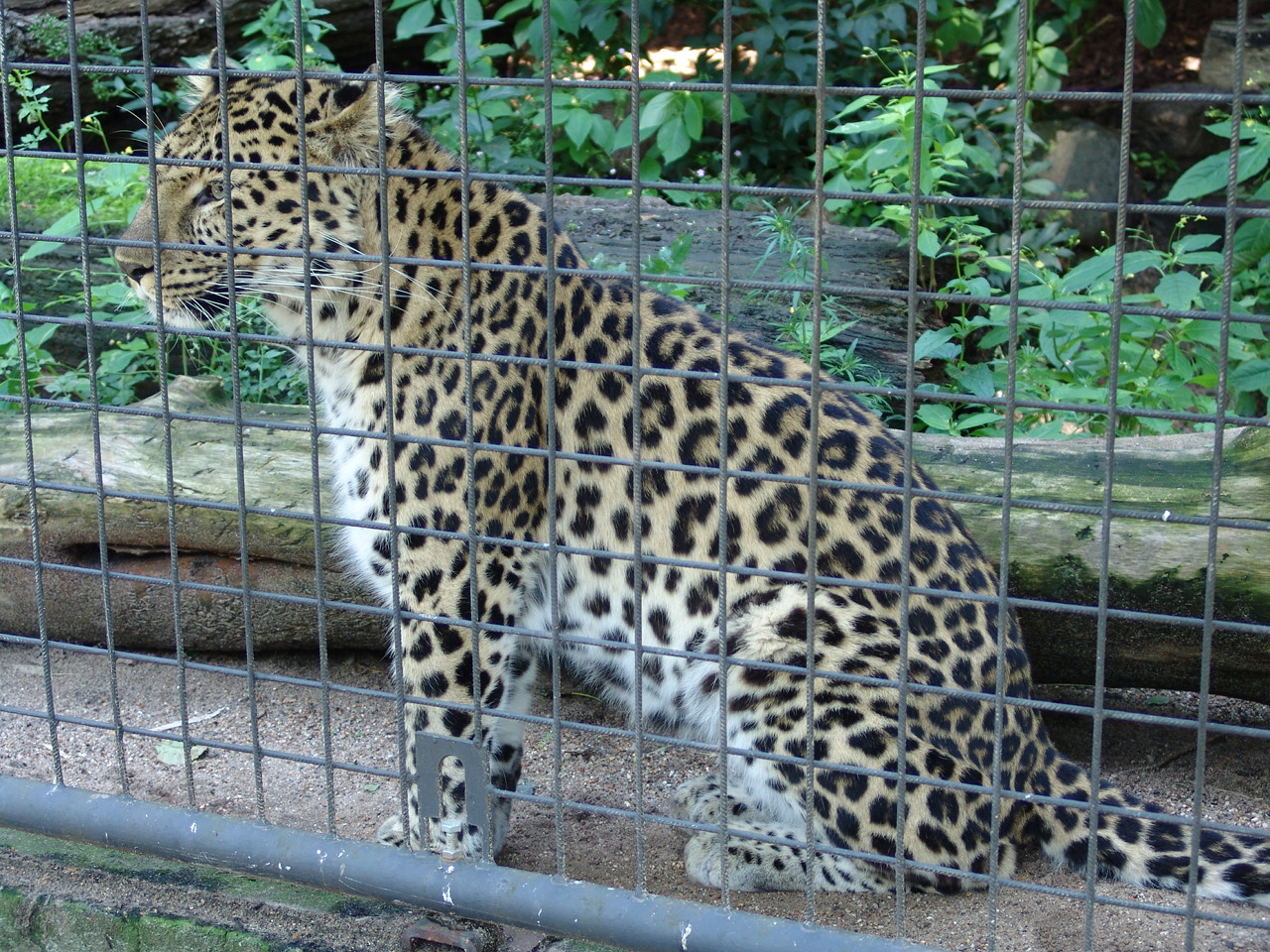 Amur Leopard (Panthera pardus orientalis)