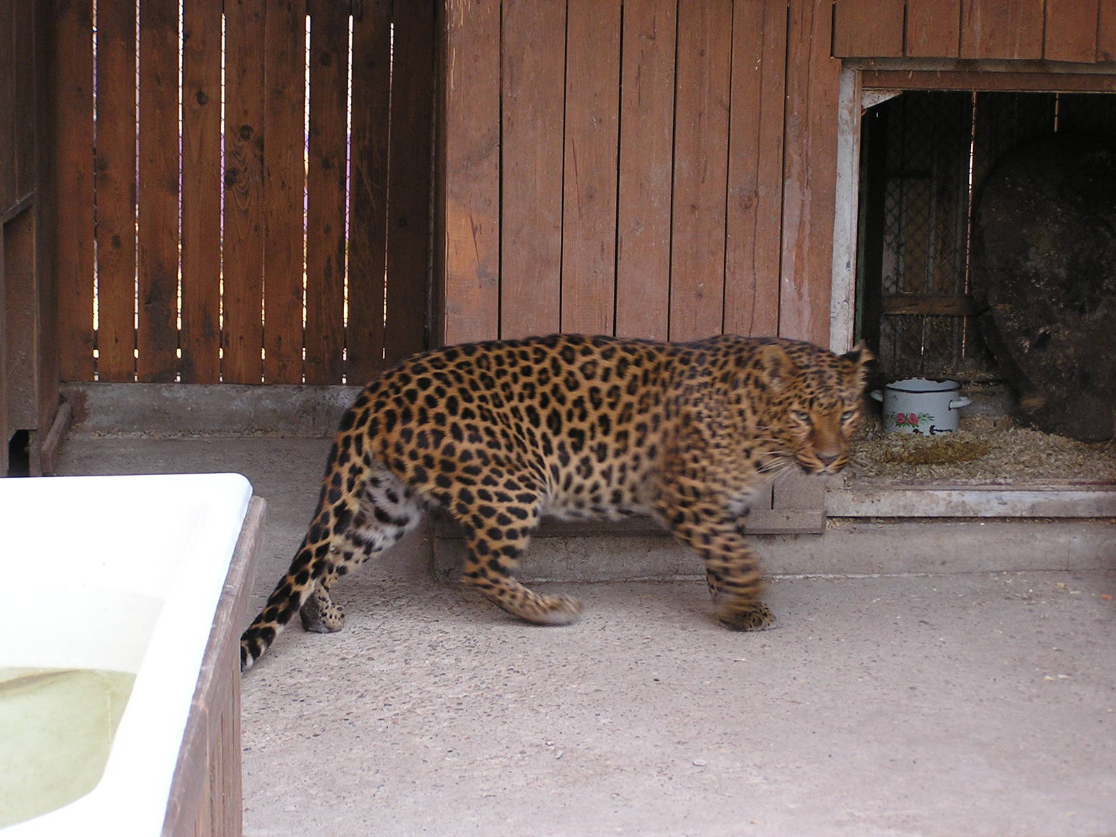Amur leopard/ Panthera pardus orientalis