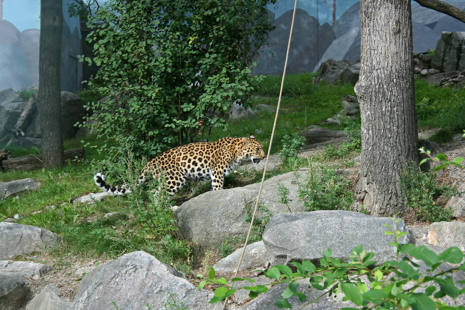 Amur leopard (Panthera pardus orientalis)