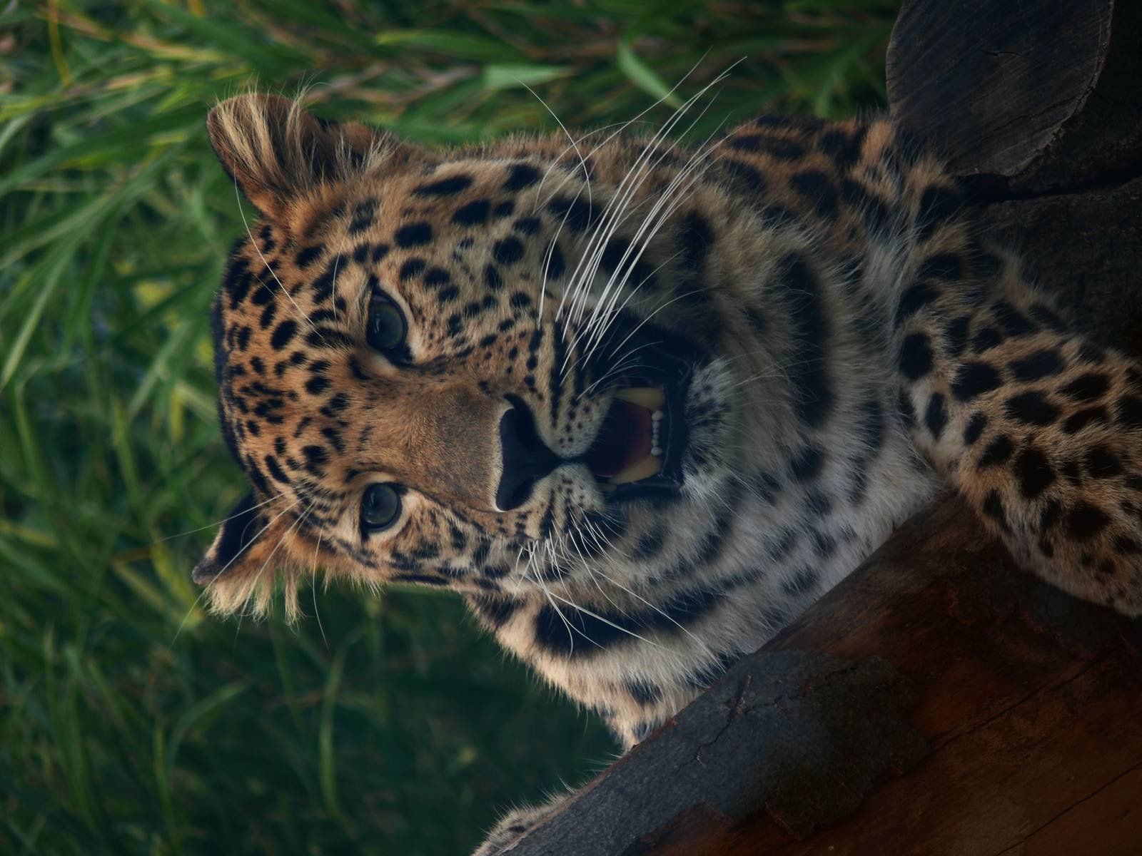 Amur leopard (Panthera pardus orientalis)