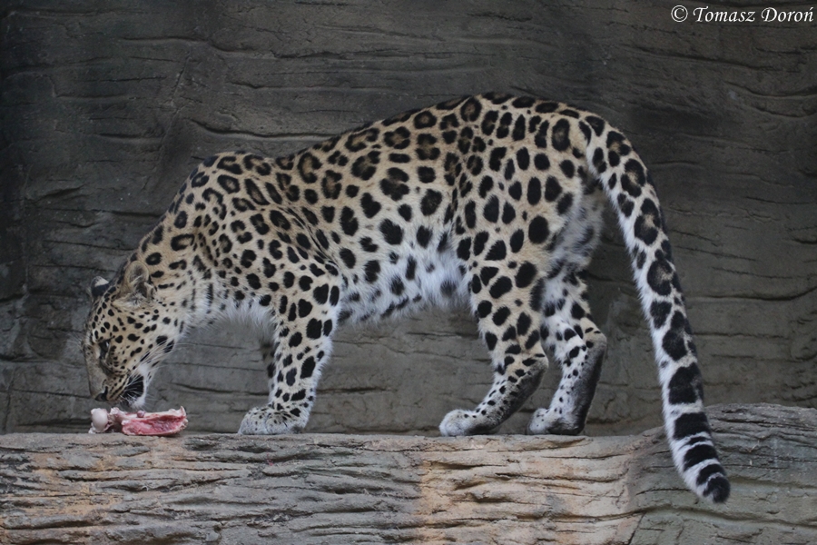 Amur leopard (Panthera pardus orientalis)