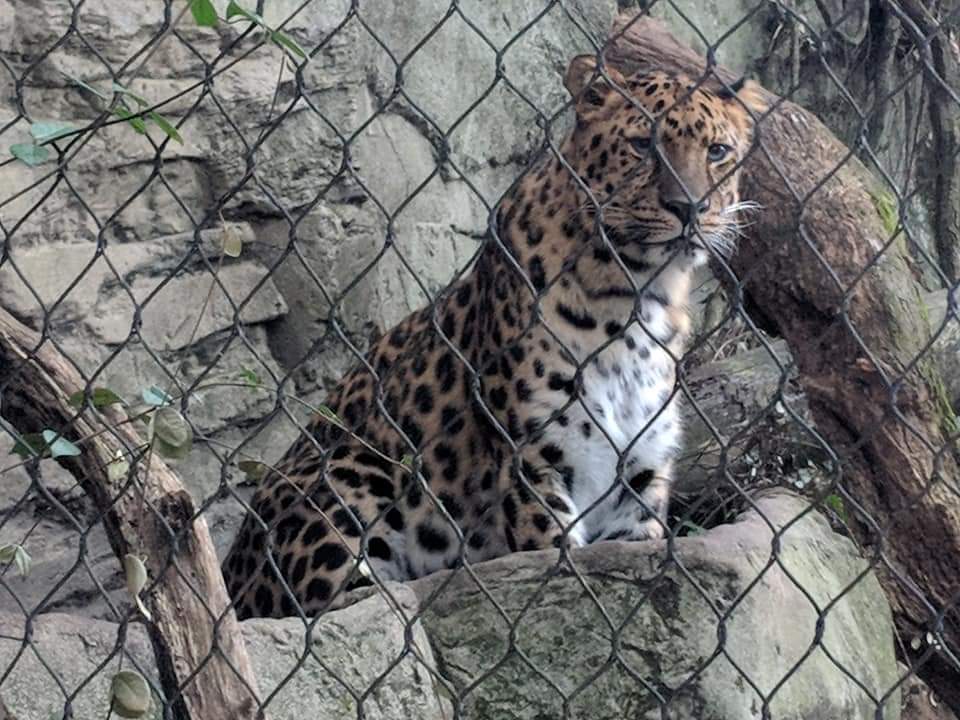Amur leopard (Panthera pardus orientalis)