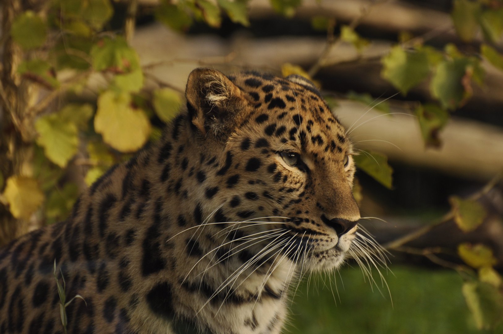 Amur leopard (Panthera pardus orientalis)