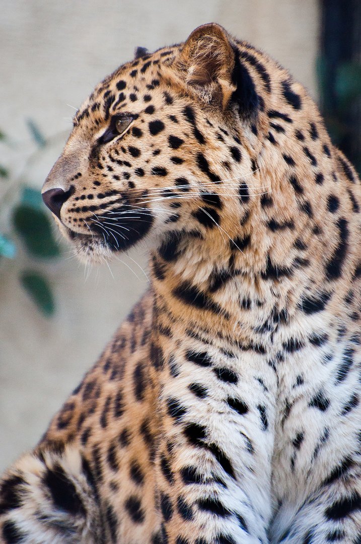 Amur leopard (Panthera pardus orientalis)