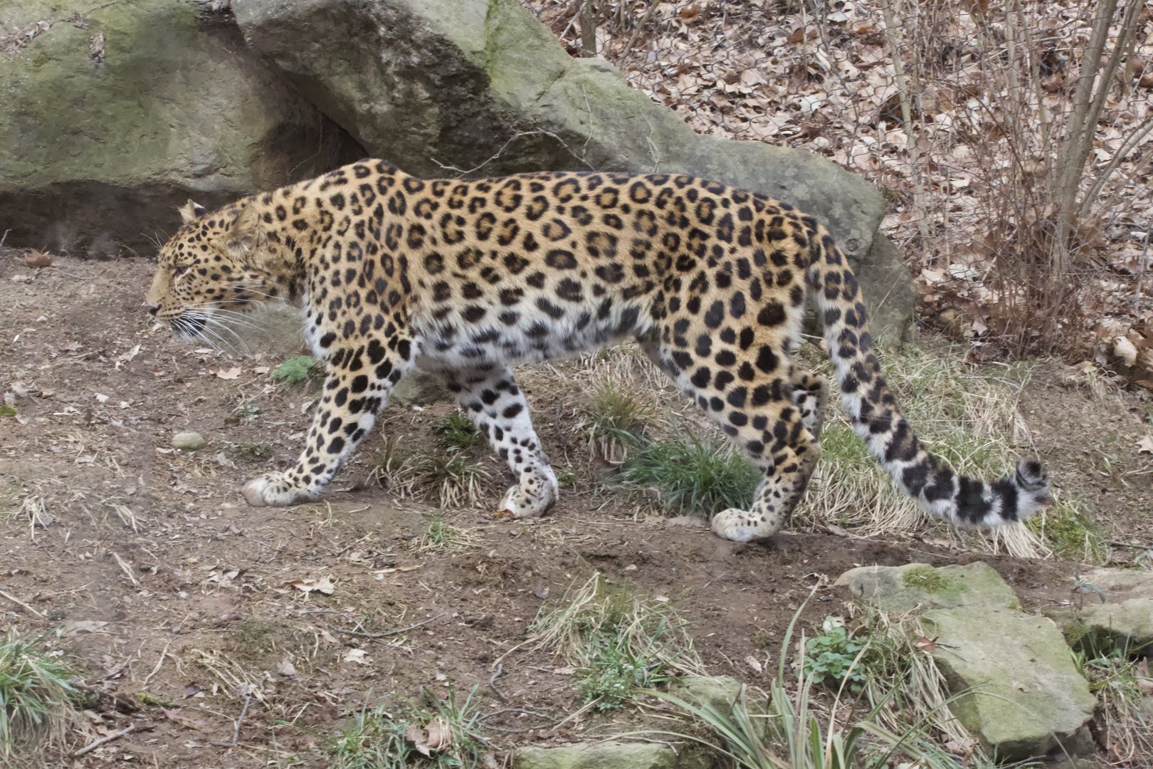 Amur Leopard/ Panthera pardus orientalis