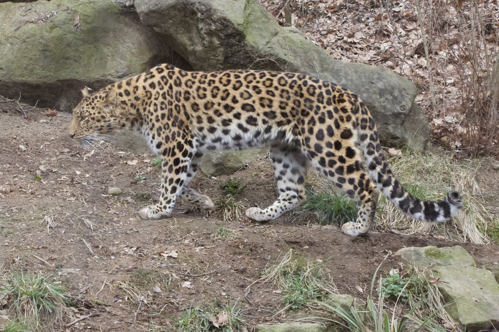 Amur Leopard/ Panthera pardus orientalis