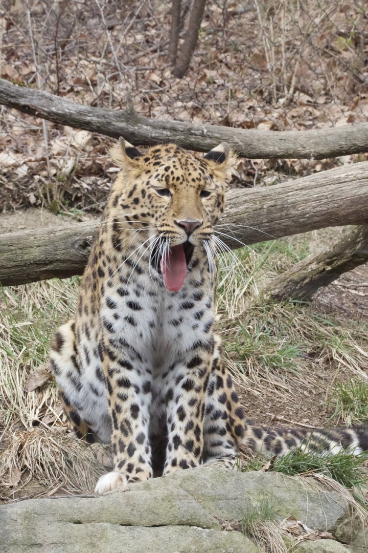 Amur Leopard/ Panthera pardus orientalis