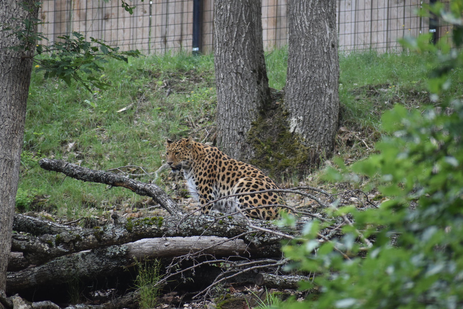 Amur Leopard - Panthera pardus orientalis