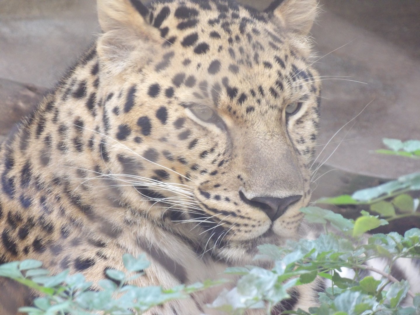 Amur Leopard(Panthera pardus orientalis)