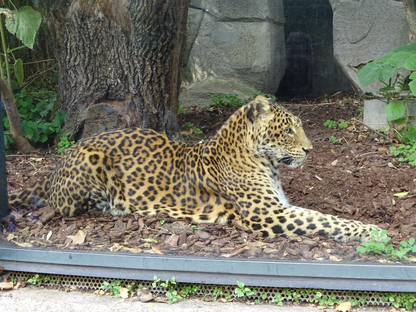 Amur leopard (Panthera pardus orientalis)