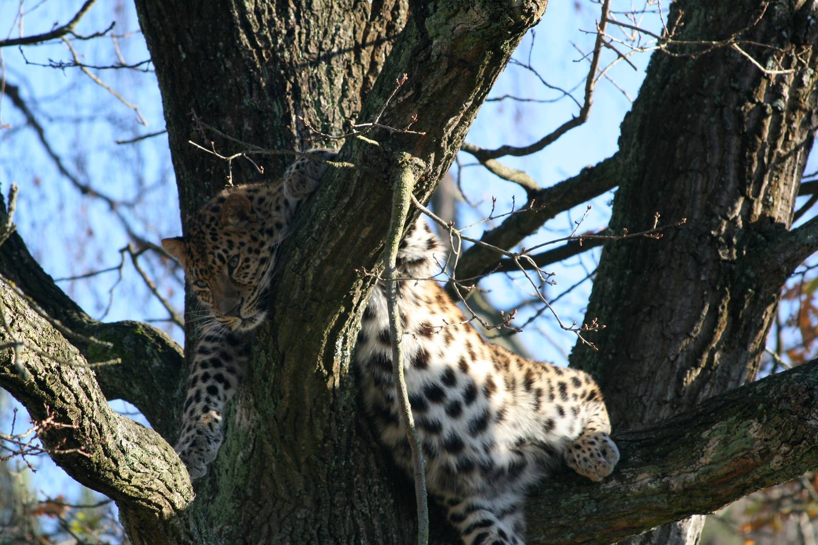 Amur leopard - Parken Zoo