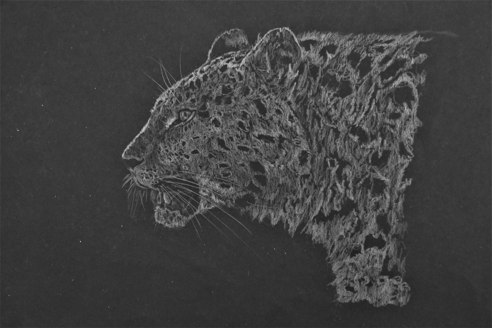 Amur leopard, pencil on black paper A4ish
