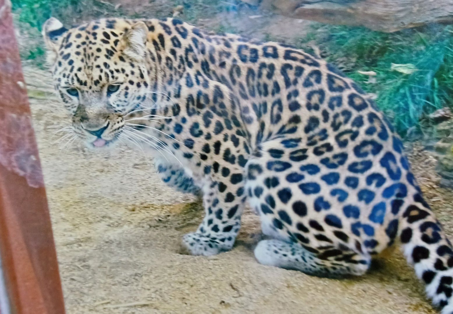 Amur Leopard - pre-2011