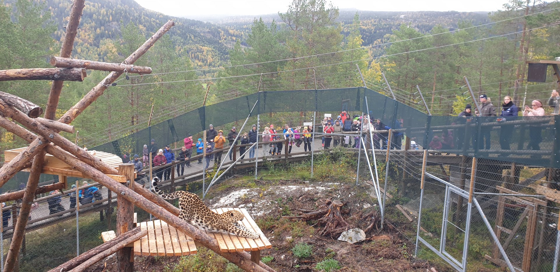 Amur Leopard presentation
