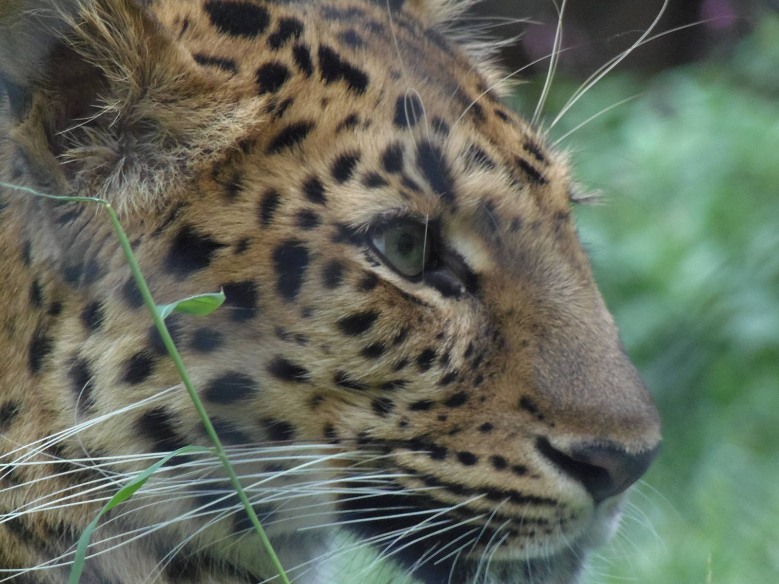 Amur Leopard Profile