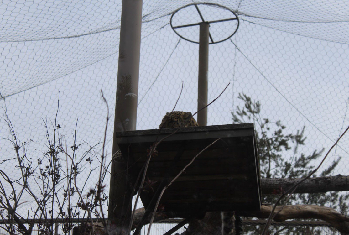 Amur leopard resting