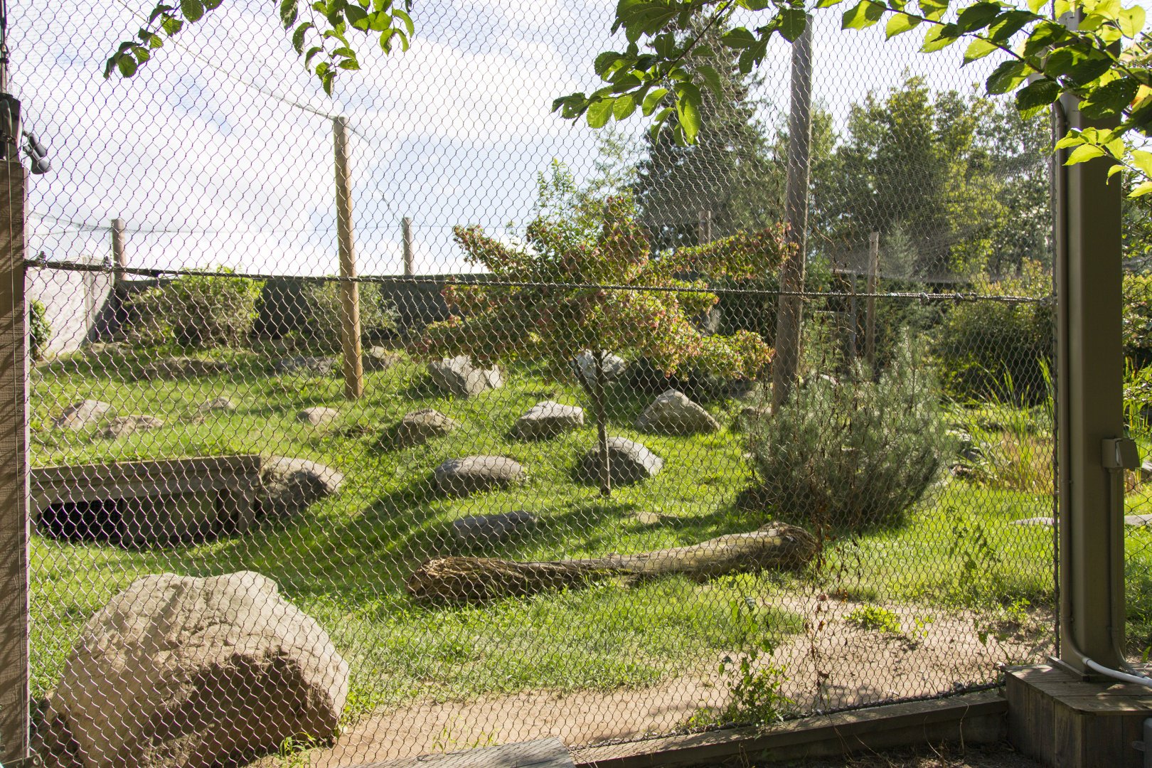 Amur Leopard - Second Exhibit