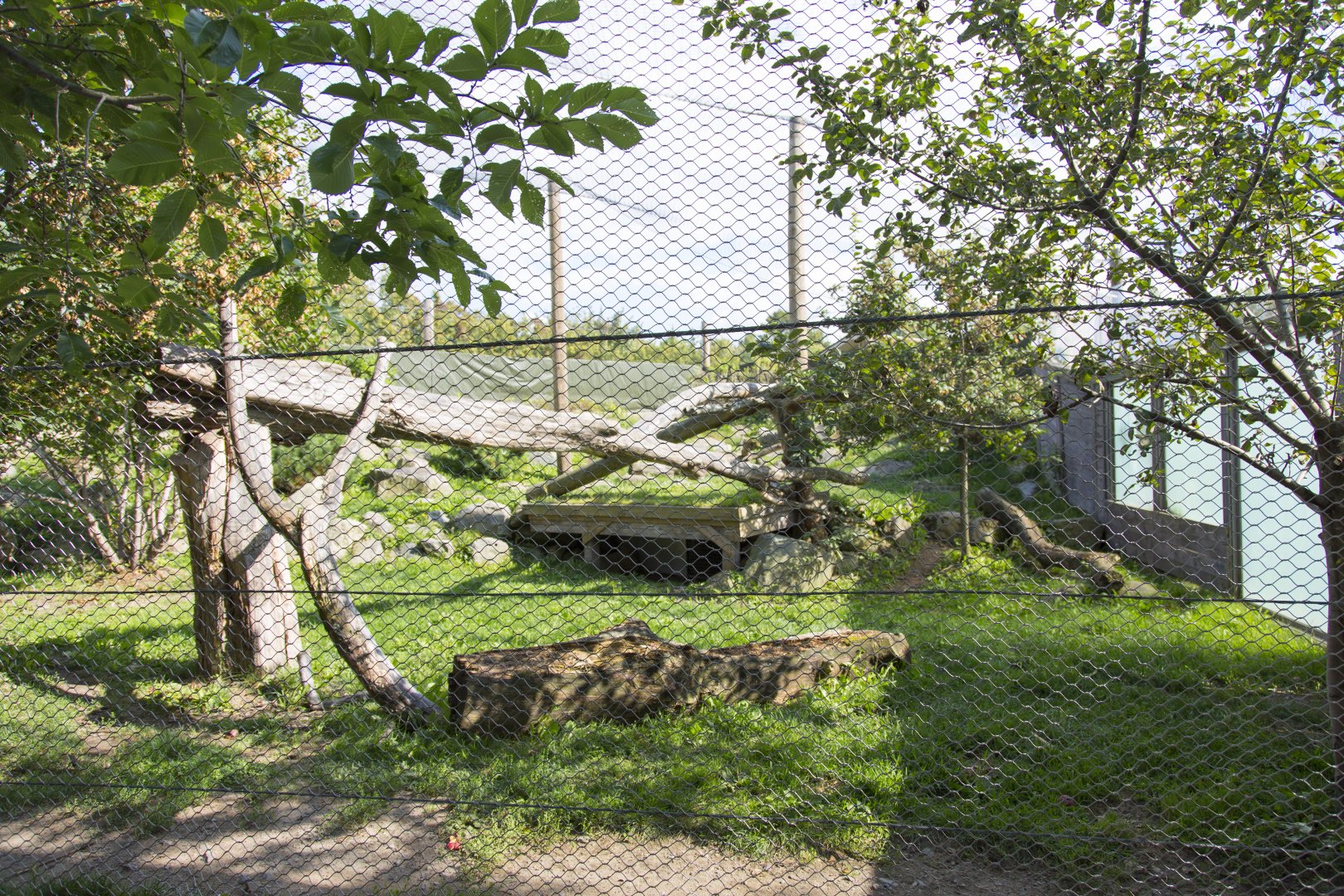 Amur Leopard - Second Exhibit