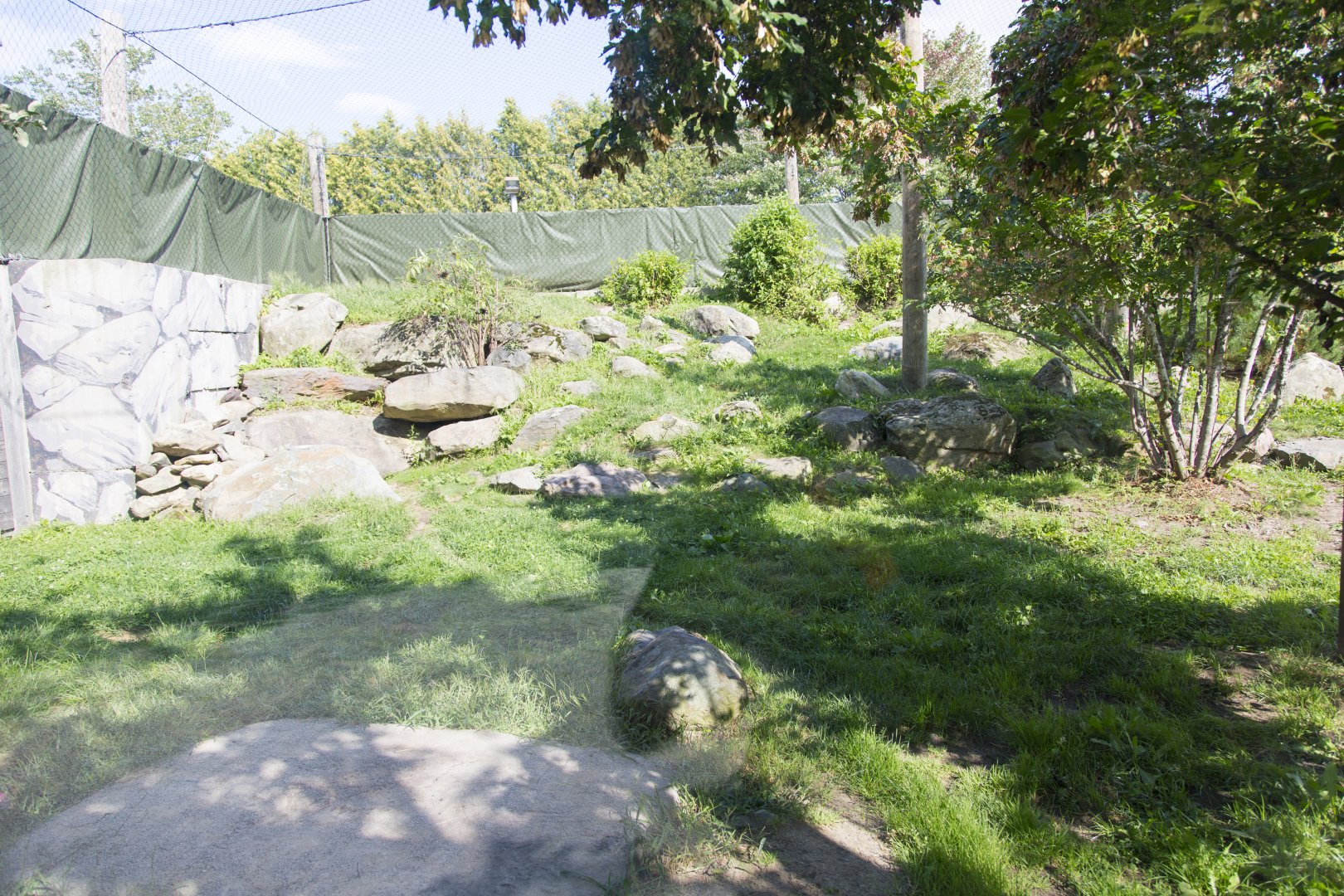 Amur Leopard - Second Exhibit