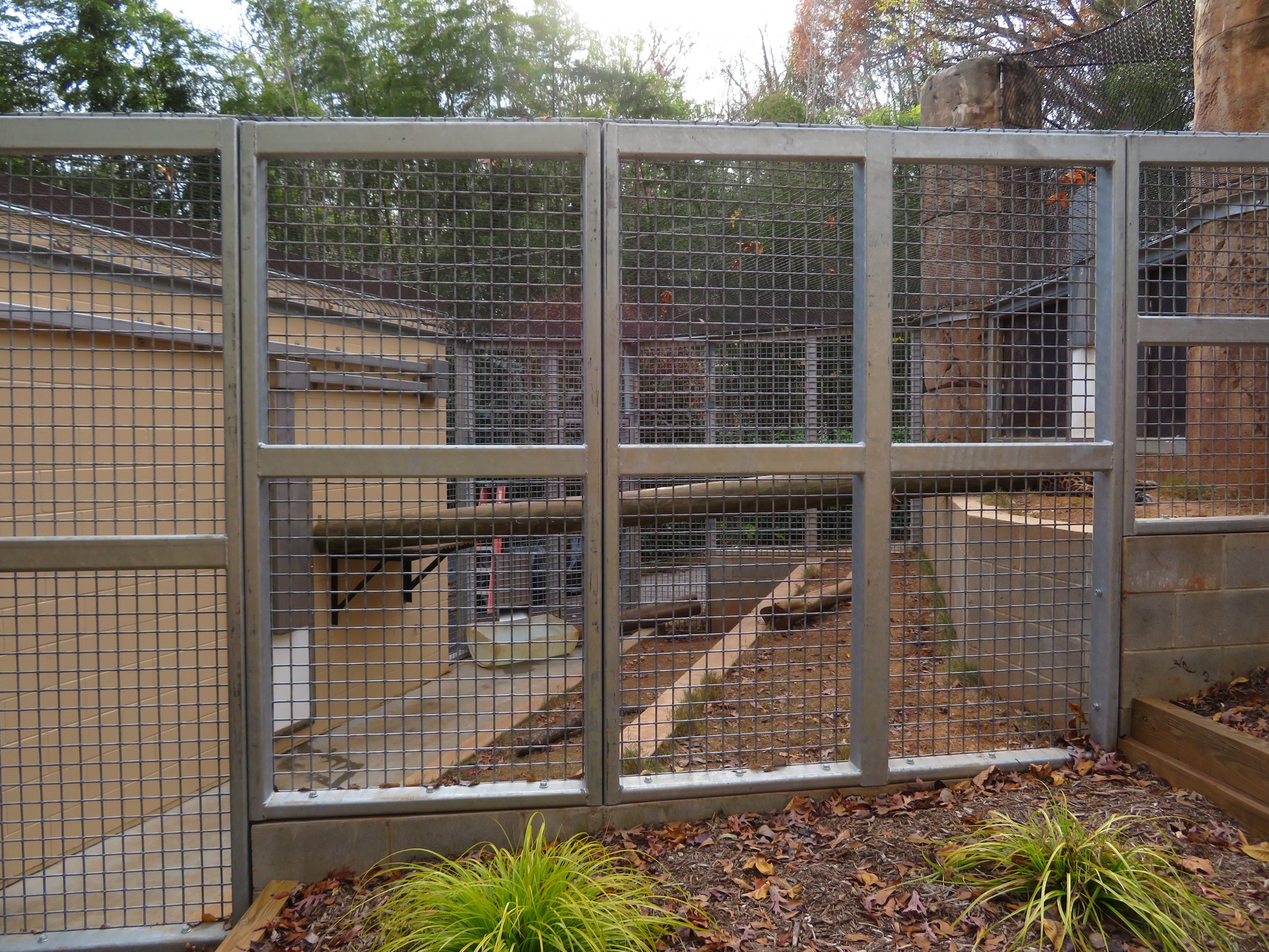 Amur Leopard Side Enclosure