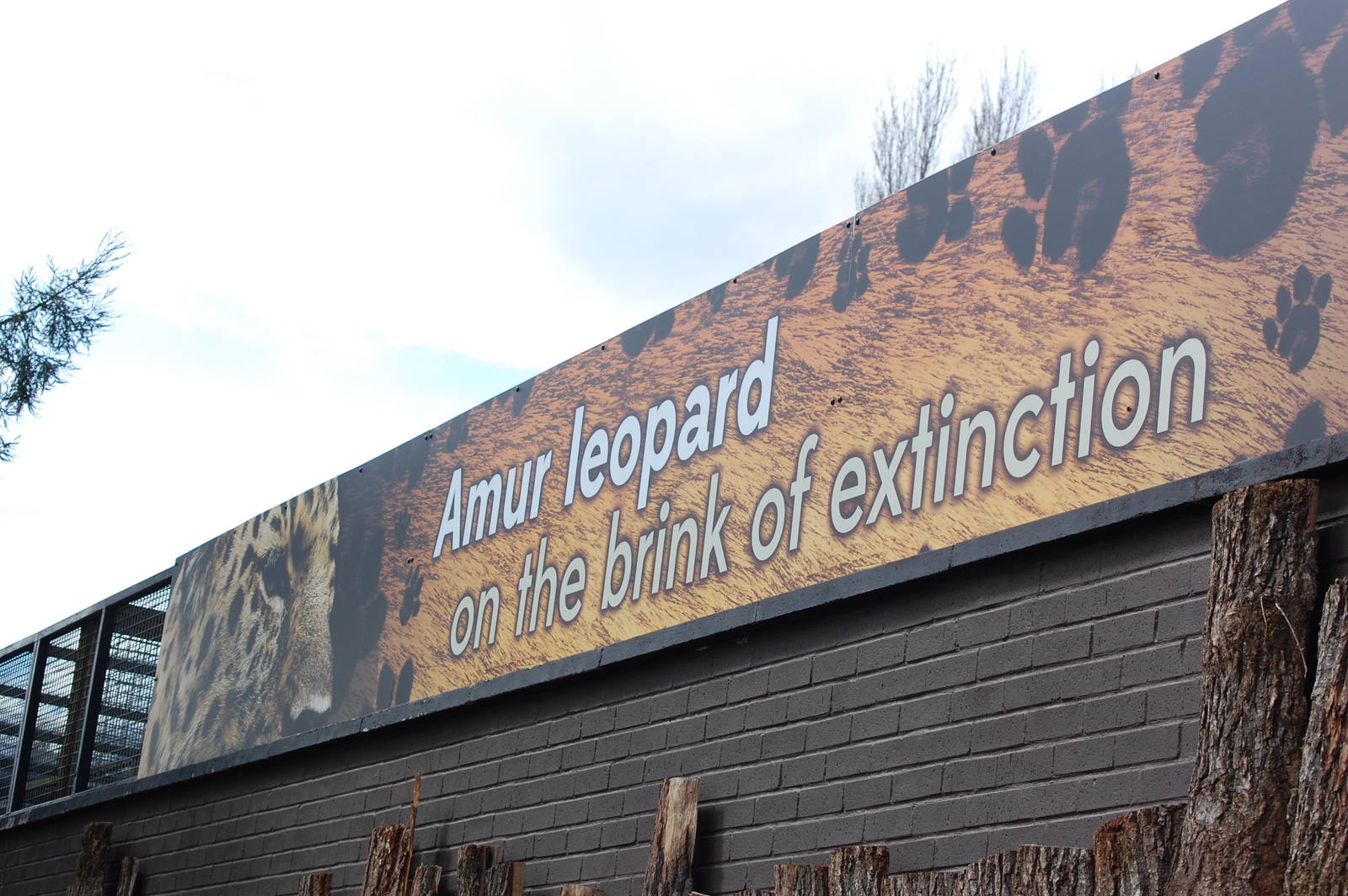 Amur Leopard Sign 05/05/2013