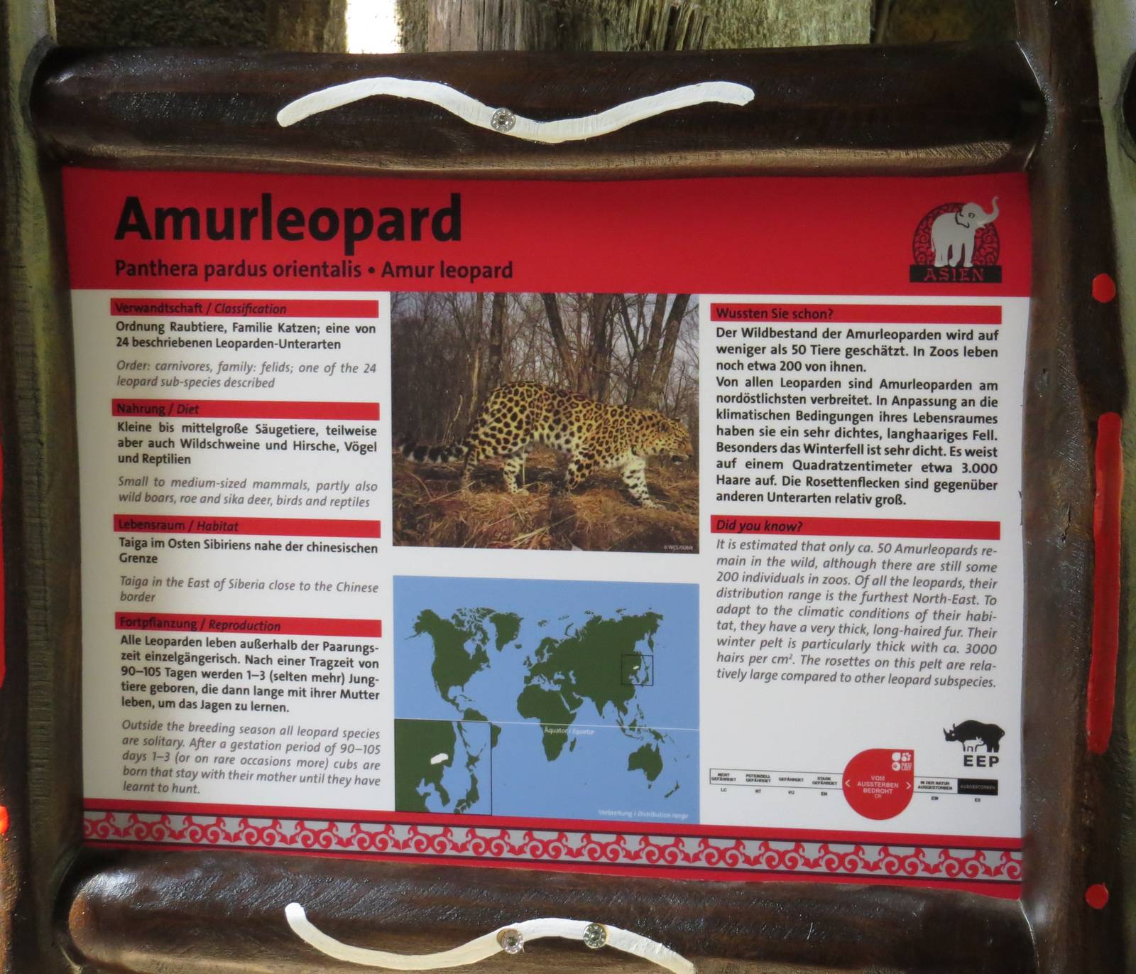 Amur leopard sign, April 2014.