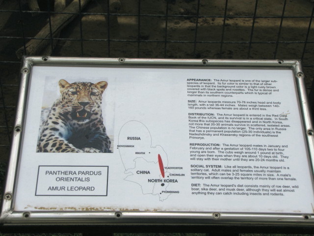 Amur Leopard Sign