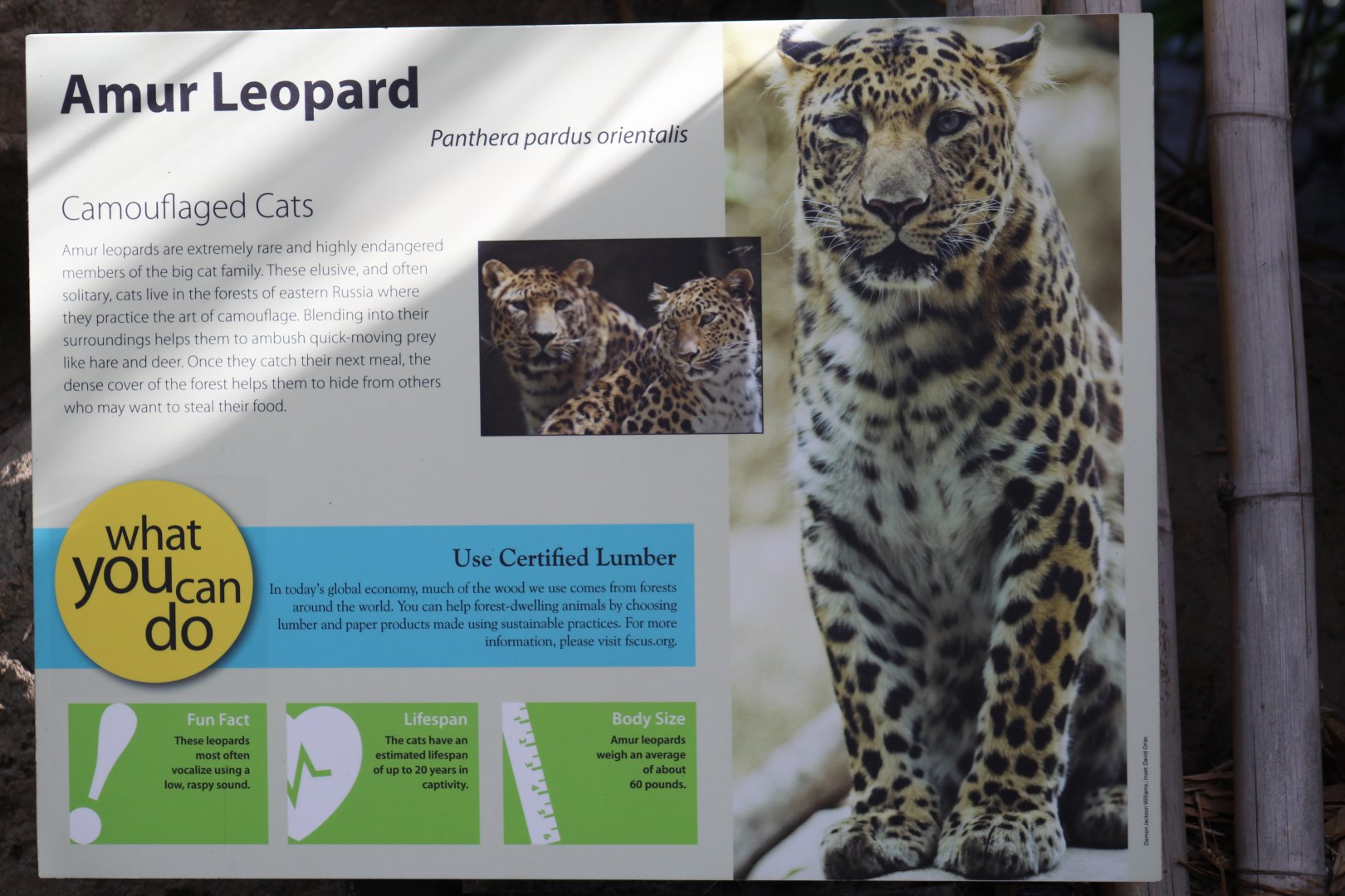 Amur Leopard Signage