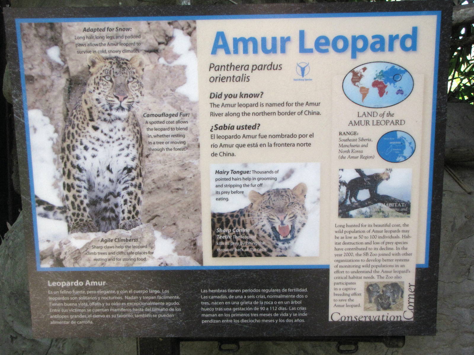 Amur Leopard Signage