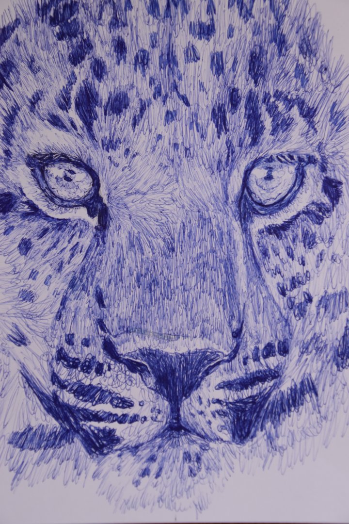 Amur leopard sketch with ballpoint pen