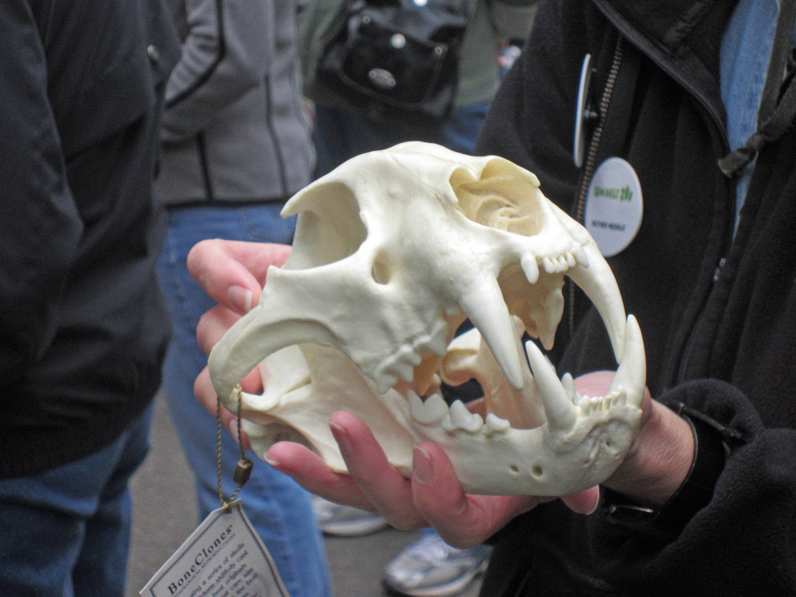 Amur Leopard skull (replica)