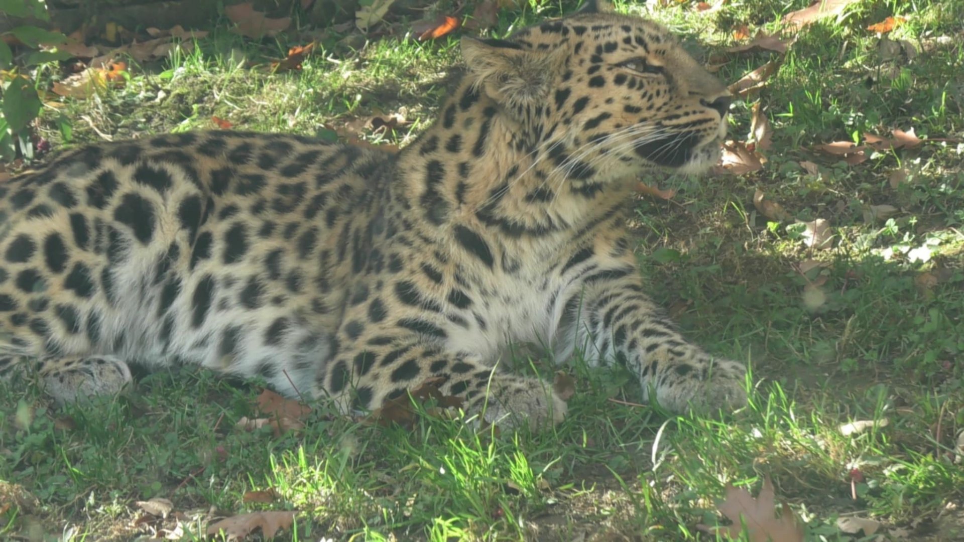 Amur leopard smells something