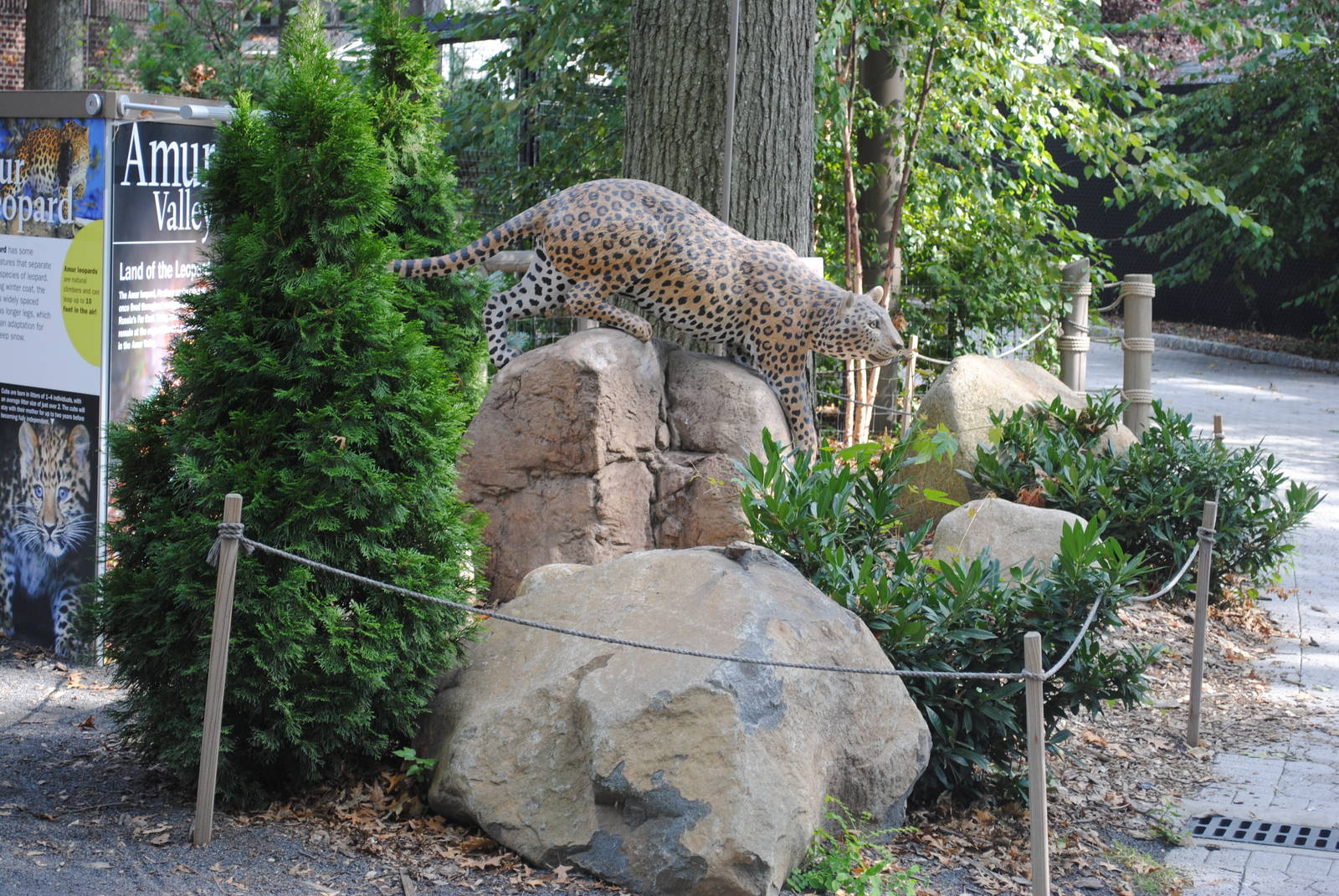 Amur Leopard Statue