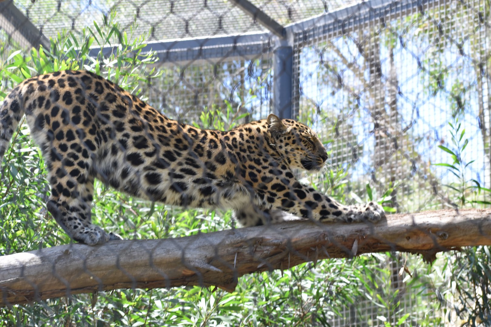 Amur Leopard Stretch