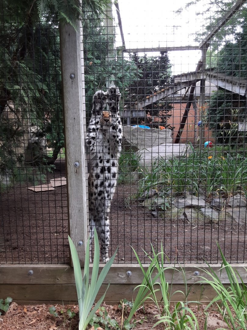 Amur Leopard stretching