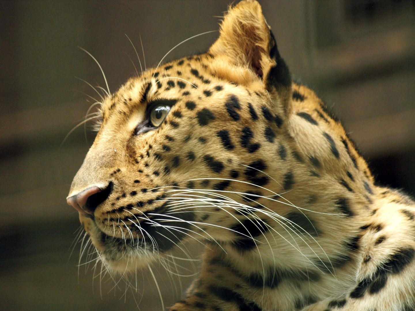 Amur leopard - Subarctic forest