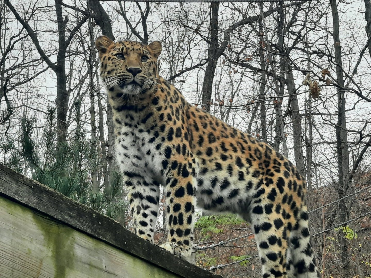 Amur Leopard - Sylas