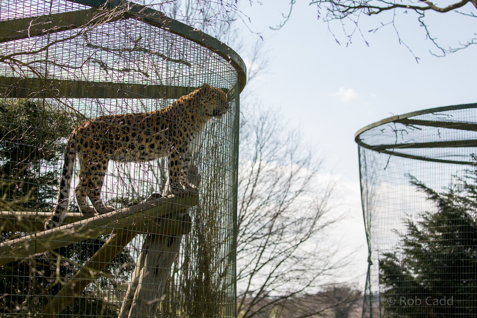 Amur leopard : Thrigby Hall : 25 Mar 2016