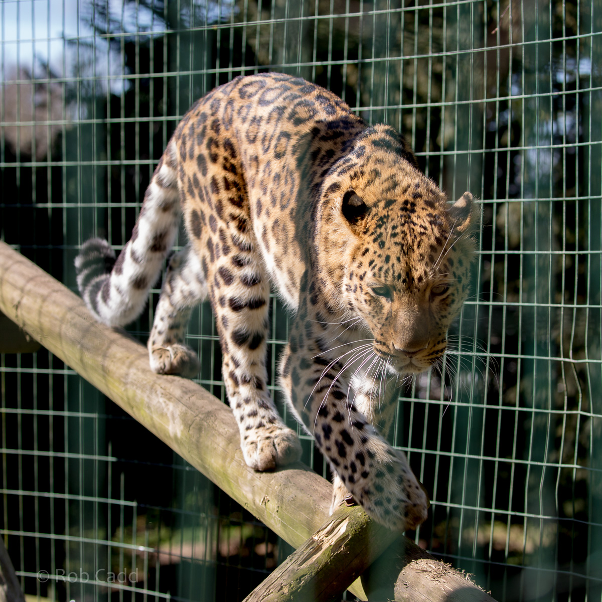 Amur leopard : Thrigby Hall : 25 Mar 2016