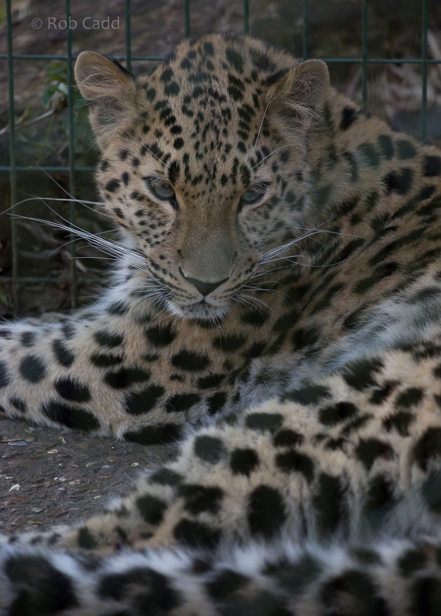 Amur leopard : Thrigby Hall : 25 Mar 2016