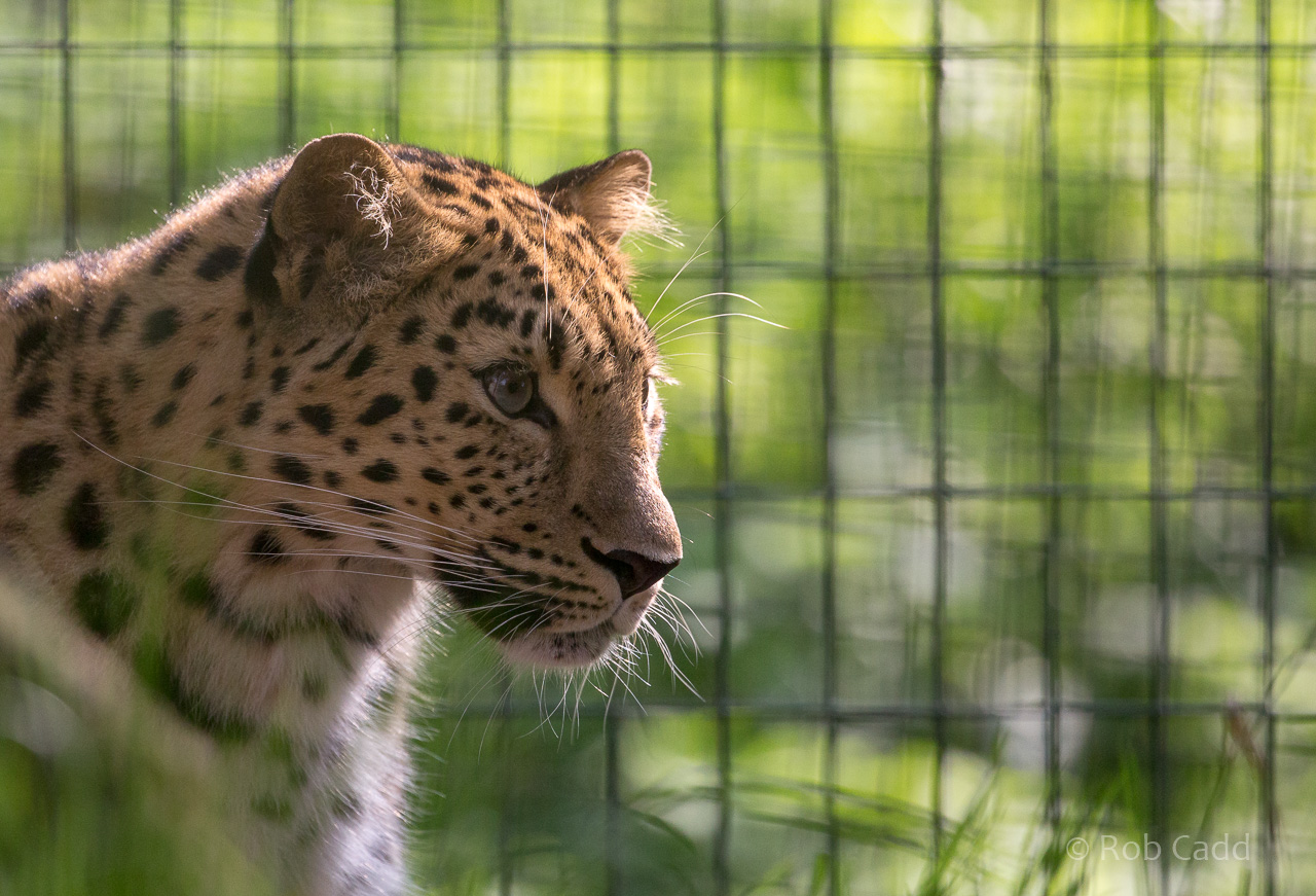 Amur leopard : Thrigby Hall : 26 Sep 2017