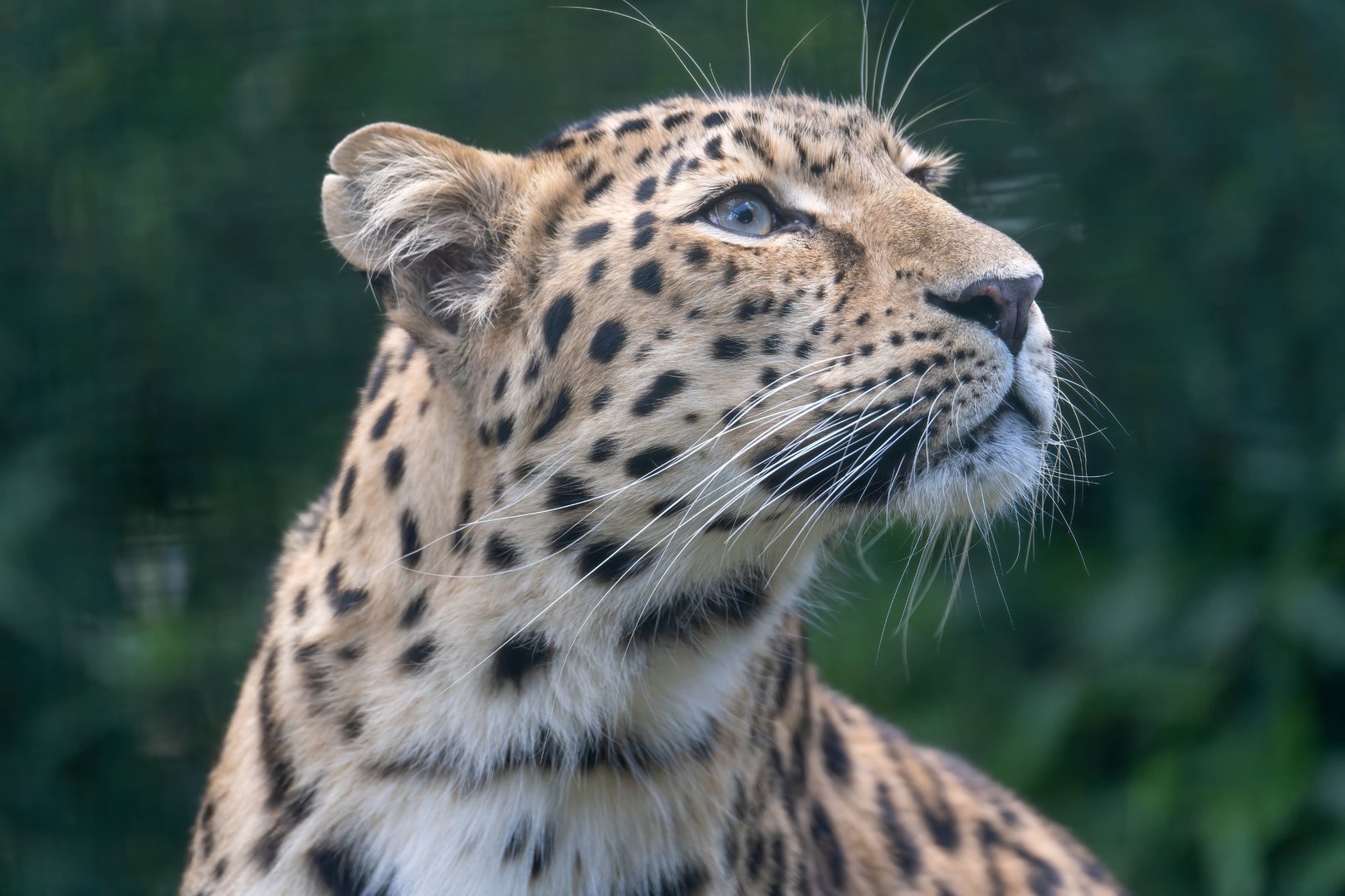 Amur leopard, Thrigby Hall, UK