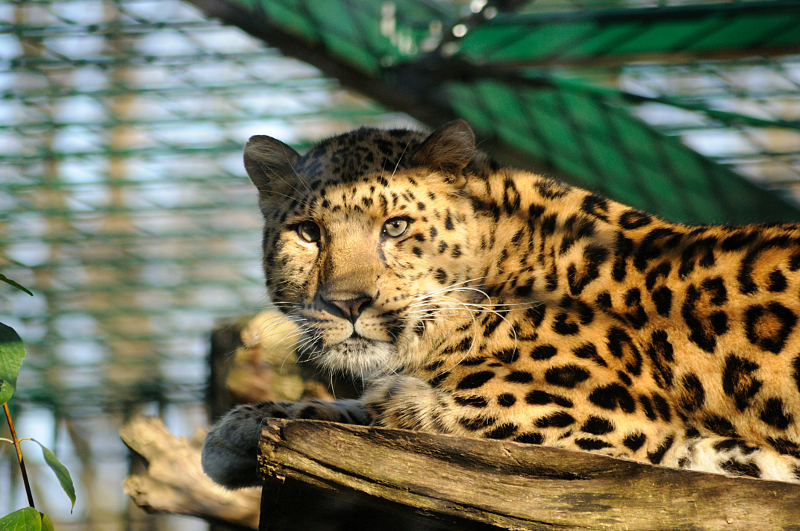 Amur leopard Timour at Dortmund