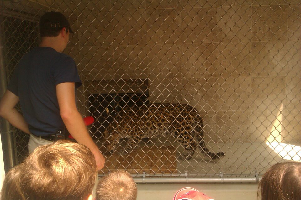 Amur Leopard Training enrichment