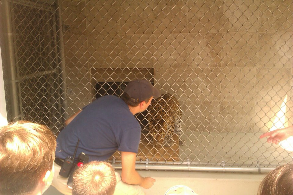 Amur Leopard Training enrichment