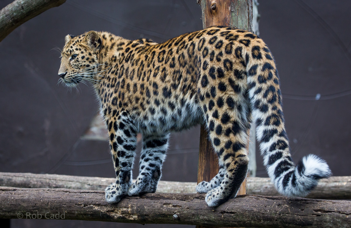 Amur leopard : Twycross : 22 Oct 2015