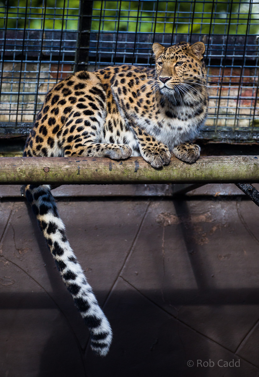 Amur leopard : Twycross : 22 Oct 2015