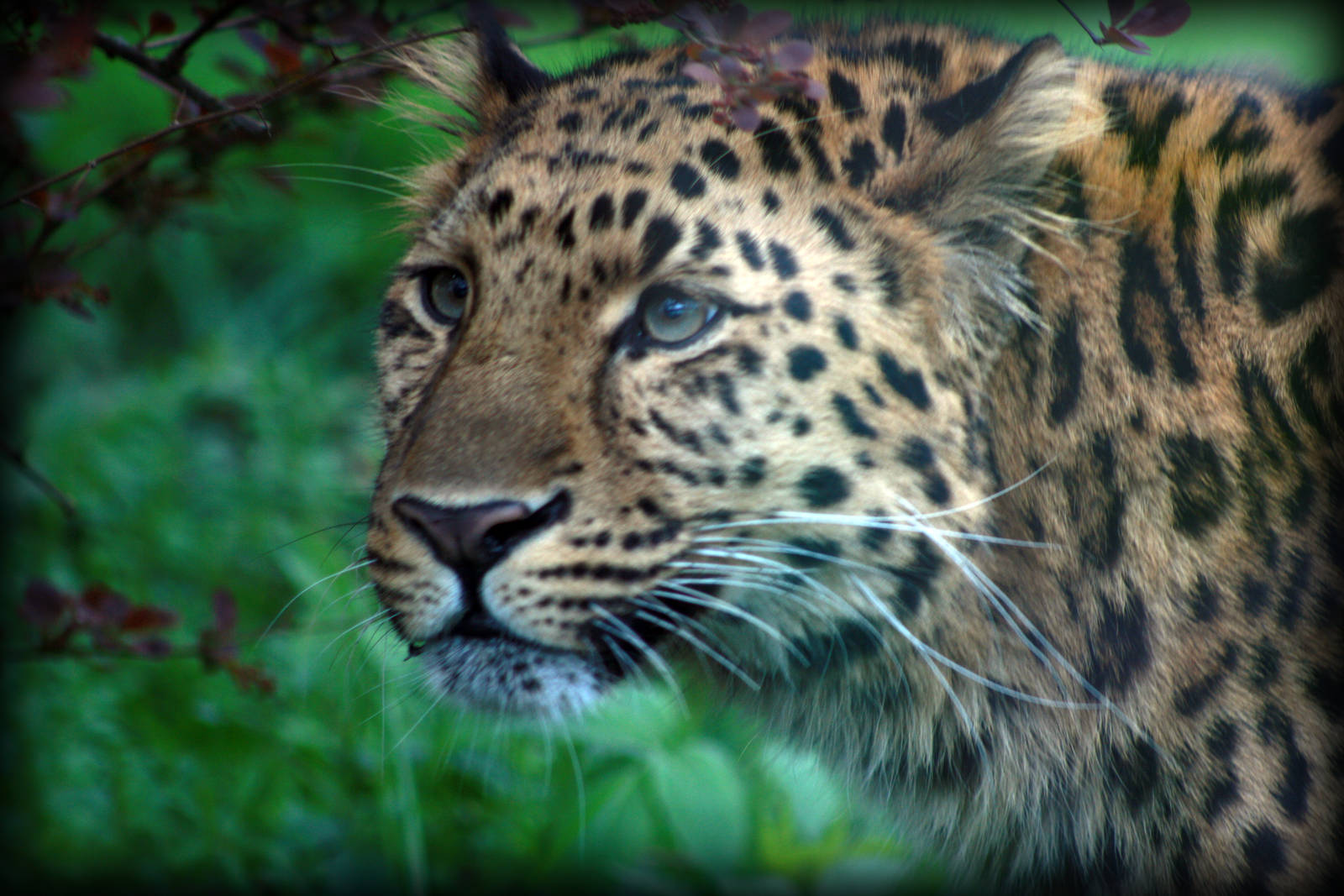 Amur Leopard - Twycross Zoo - 15/04/2012
