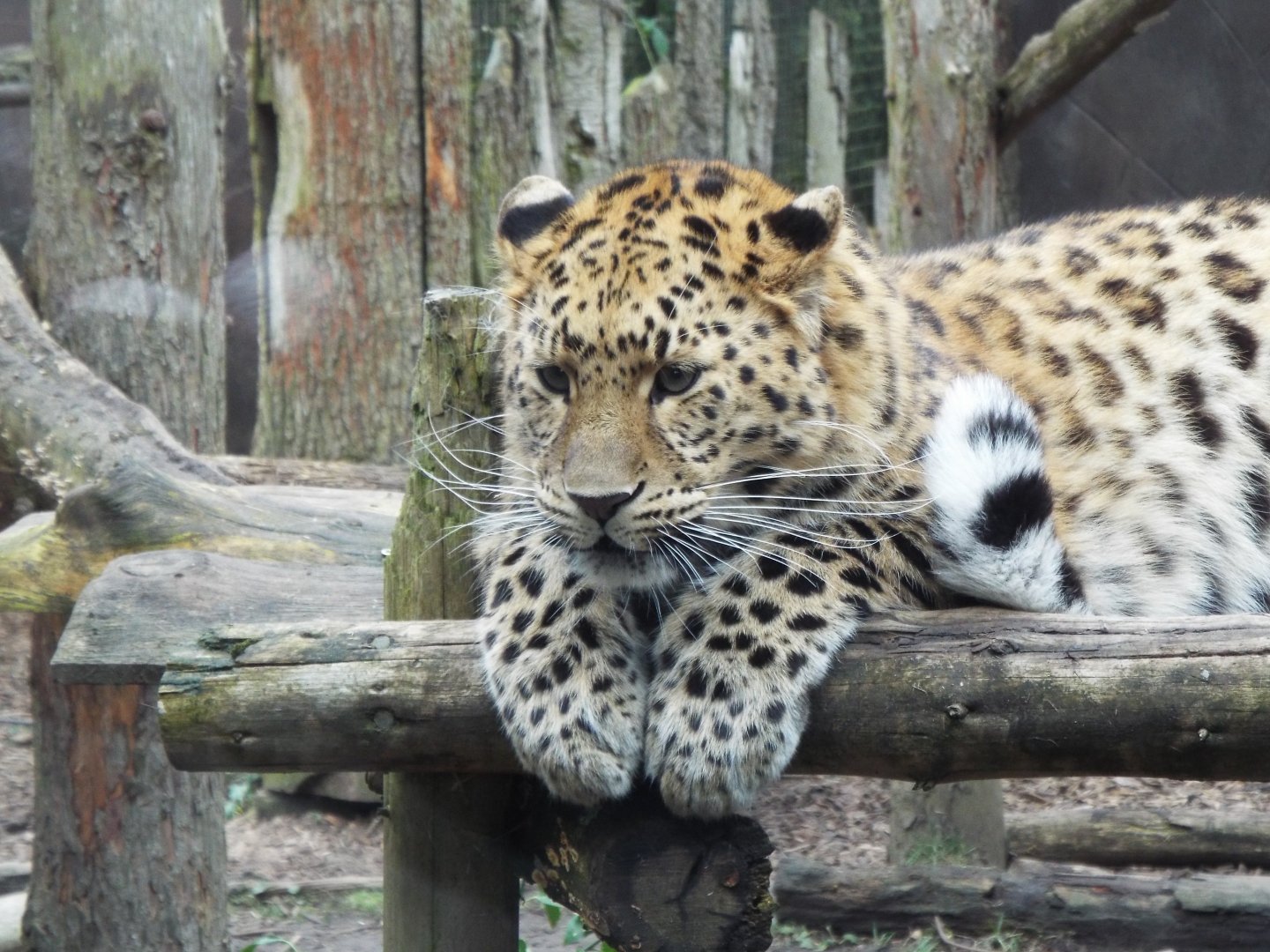 Amur Leopard - Twycross Zoo
